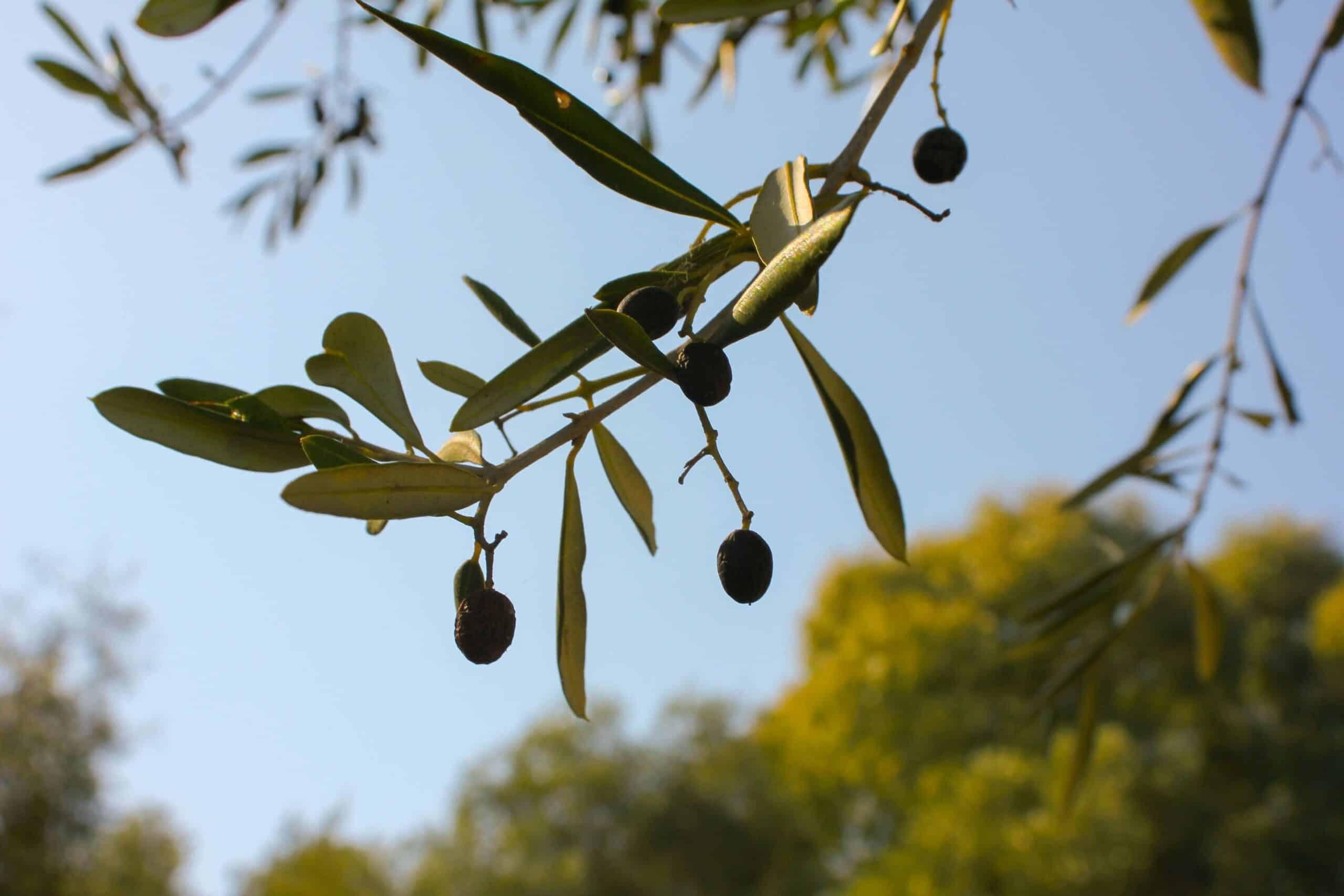 עץ זית